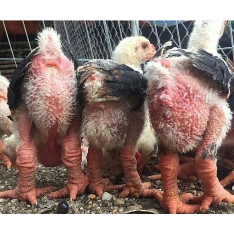 Anakan ayam dong tao Vietnam kaki gajah