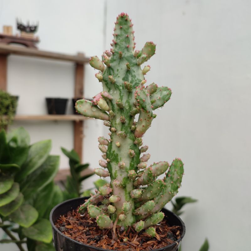 Opuntia Monacantha Variegated | DP 10cm | Kaktus