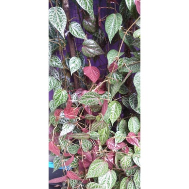 

Daun Sirih Merah Segar - Obat Herbal perlembar