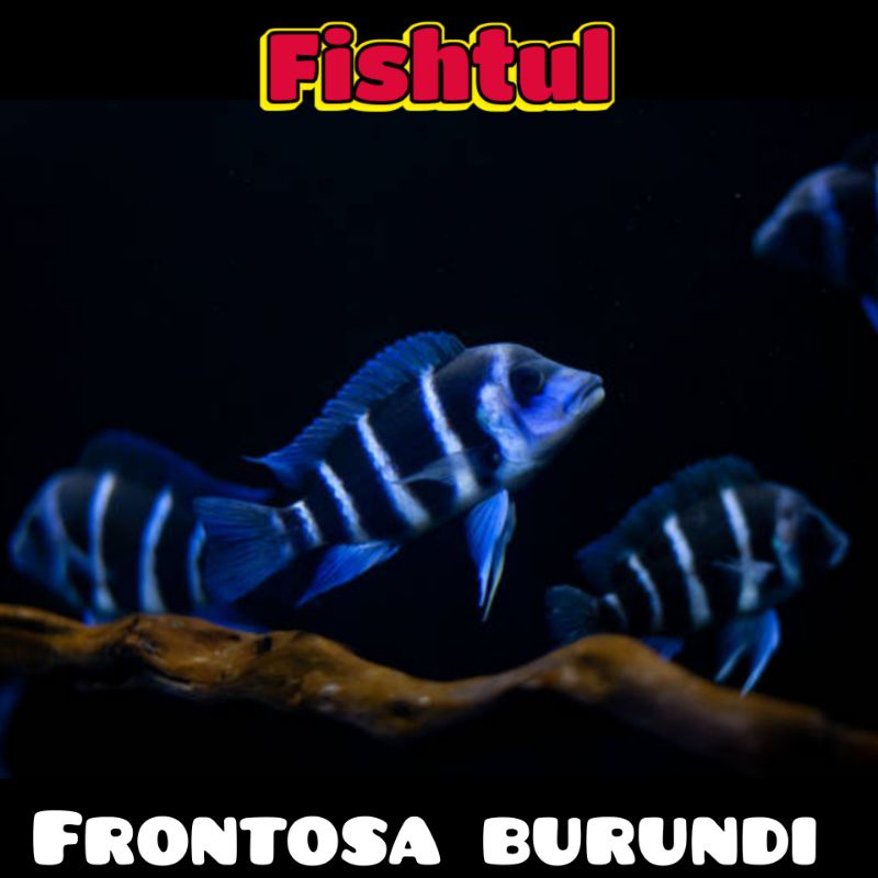 Cichlid Frontosa Burundi