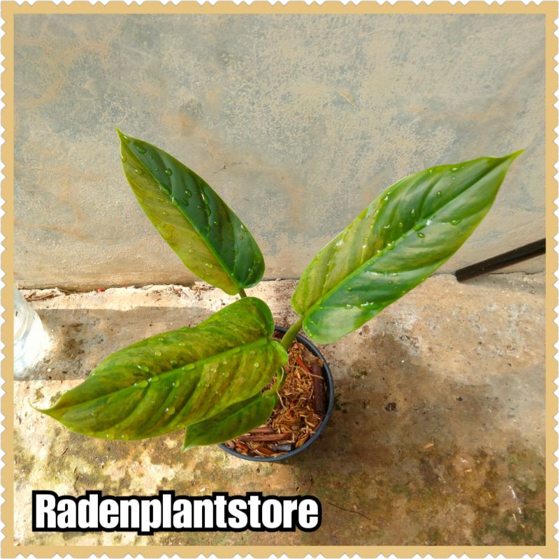 tanaman hias - tanaman philodendron subhastatum variegata - philodendron subhastatum varigata