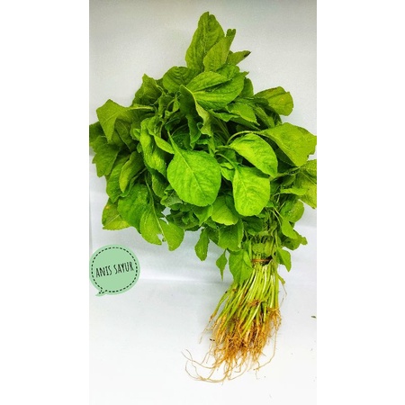 

bayar hijau segar per ikat