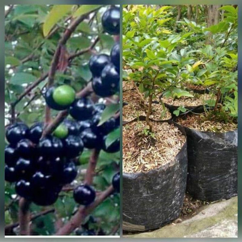 bibit anggur brazil hasil okulasi cepat berbuah