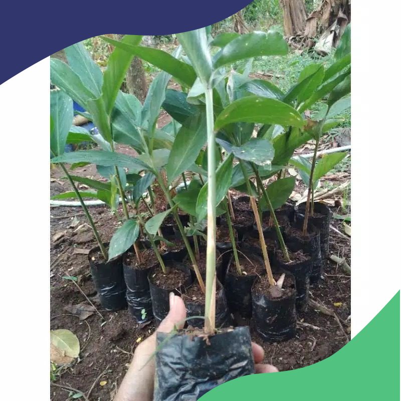 (berdaun utuh tanpa pangkas)bibit kapulaga hibrida - benih kapulaga - bibit rempah