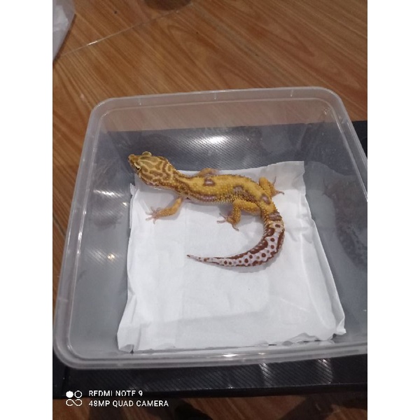 tremper jungle (leopard gecko)