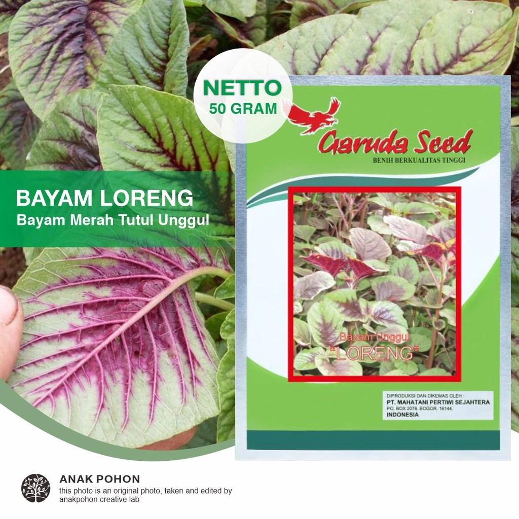 (1 PACK) Benih Bayam Merah Tutul Unggul LORENG Bayam Batik Bicolor Seeds - Garuda Seed - 50 GRAM