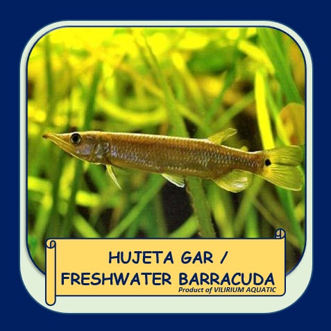 IKAN HIAS AIR TAWAR - HUJETA GAR / SILVER GAR / FRESHWATER BARRACUDA (±8cm)