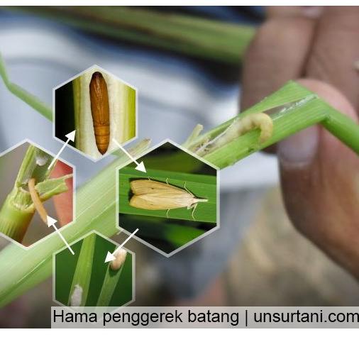 [KODE RHF88] Pestisida Pembasmi Semut Pada Tanaman Cabe, Pestisida Organik Nabati Monster Max 100 ml