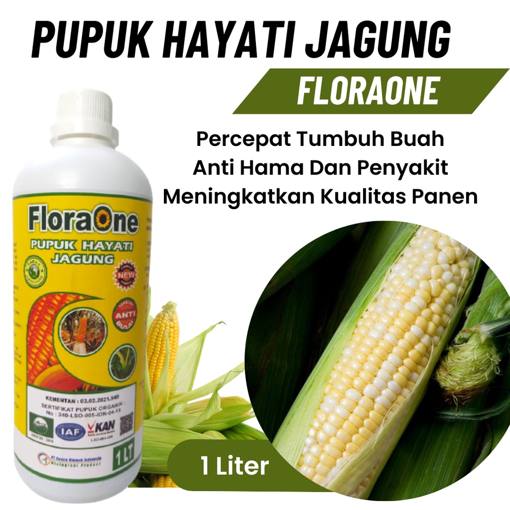 Pupuk Jagung Berbuah Lebat, Pupuk Hayati Cegah Karat Daun Tanaman Jagung, Pupuk Booster Jagung Cepat