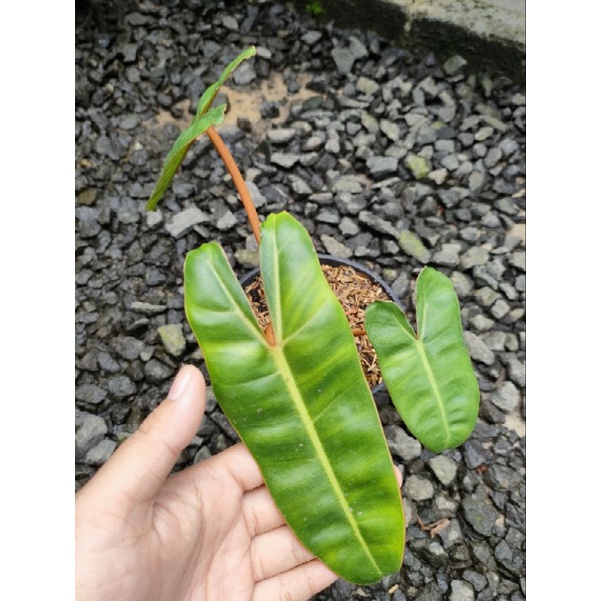 tanaman hias billitiae/Philo billitiae