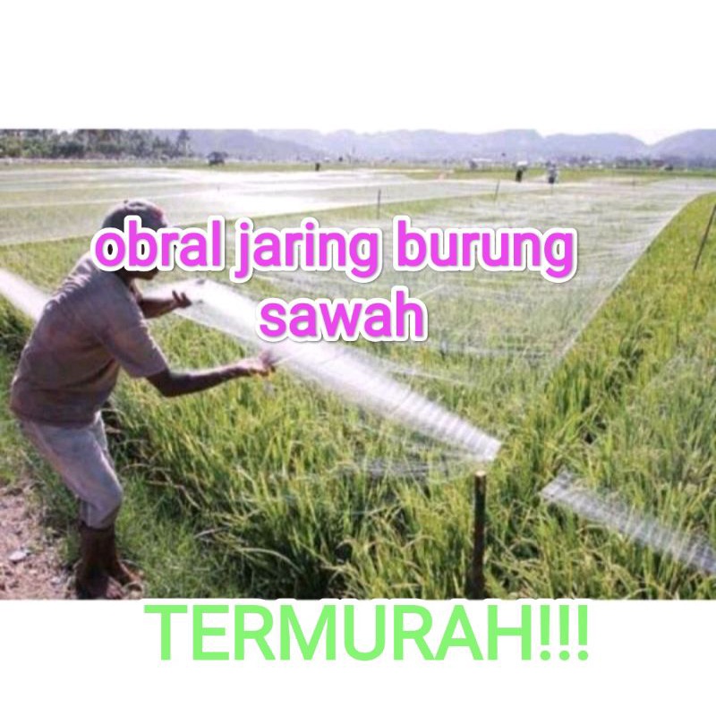 Jaring burung pipit sawah jaring burung emprit jaring burung pengaman hawa burung di sawah jaring bu
