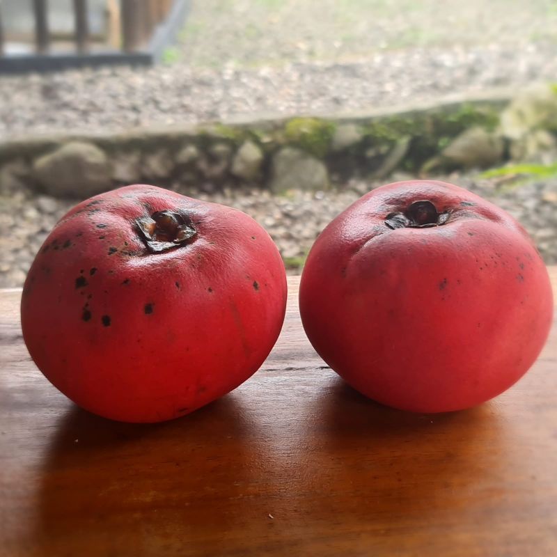 

Promo PO Buah Mentega (BISBUL) /1kg