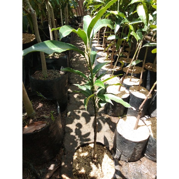 bibit buah mangga gadung okulasi