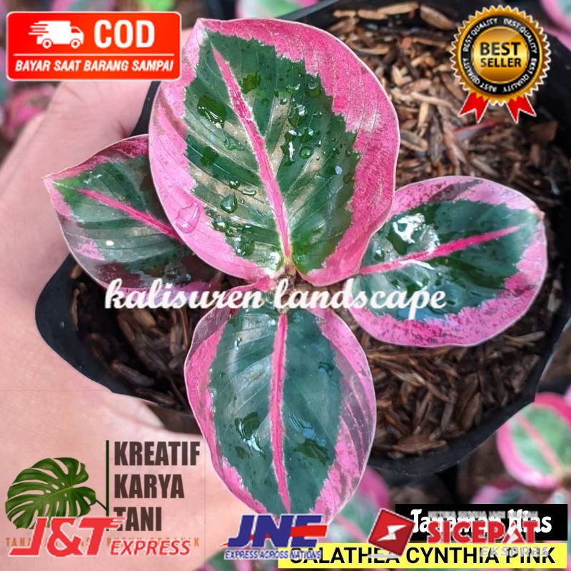 Tanaman Hias Calathea Cynthia Pink - Calathea Sintia Pink ( Bisa COD )