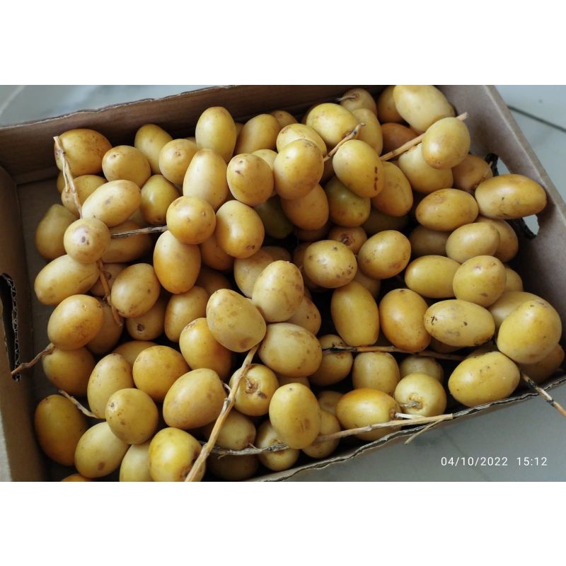 

kurma muda