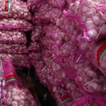 

Obral Bawang putih murah 1 Kg