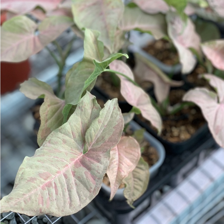 Syngonium Pink Spot Marble/Tanaman Hias Syngonium