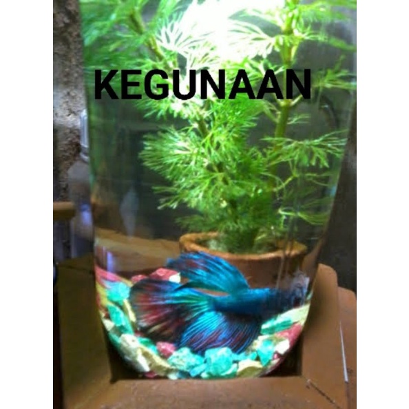 botol wadah ikan hias<botol kaca500<botol vial<botol vas bunga air<botol kaca polos 500ml<botol kaca