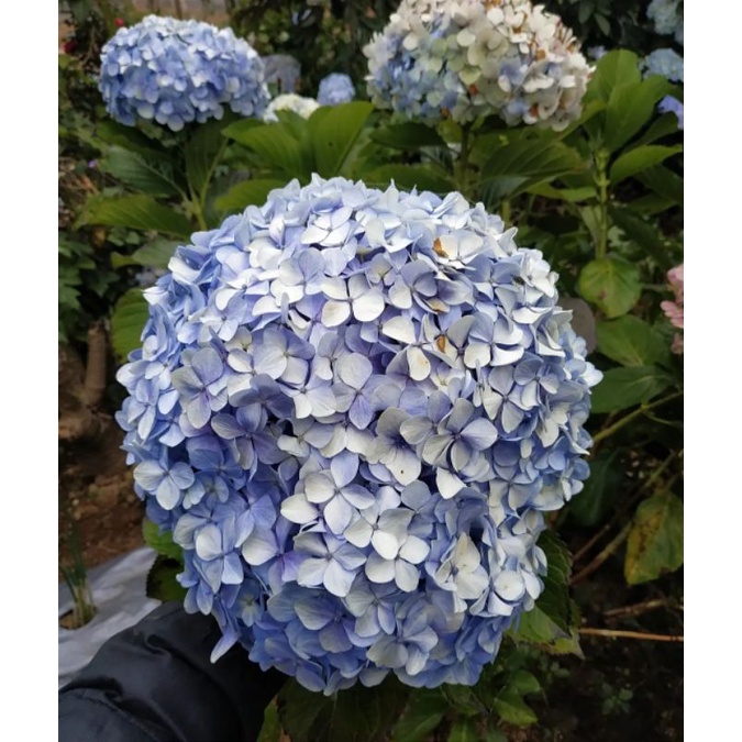 bunga hortensia biru bibit hortensia pancawarna