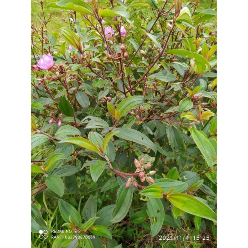 

daun harendong daun senduduk segar 250gram