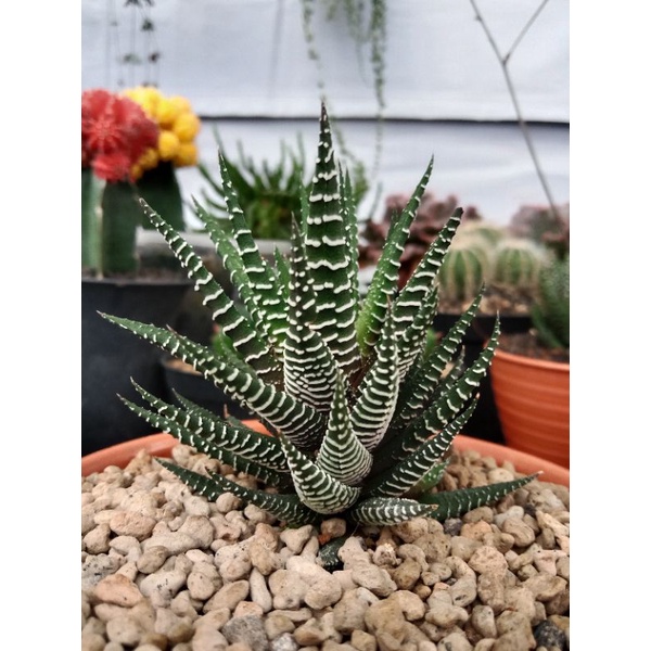 Haworthia zebra