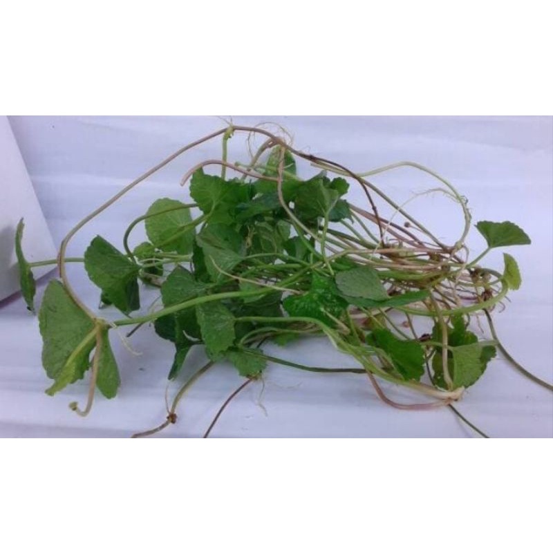 

Pegagan / Antanan Segar 100gr