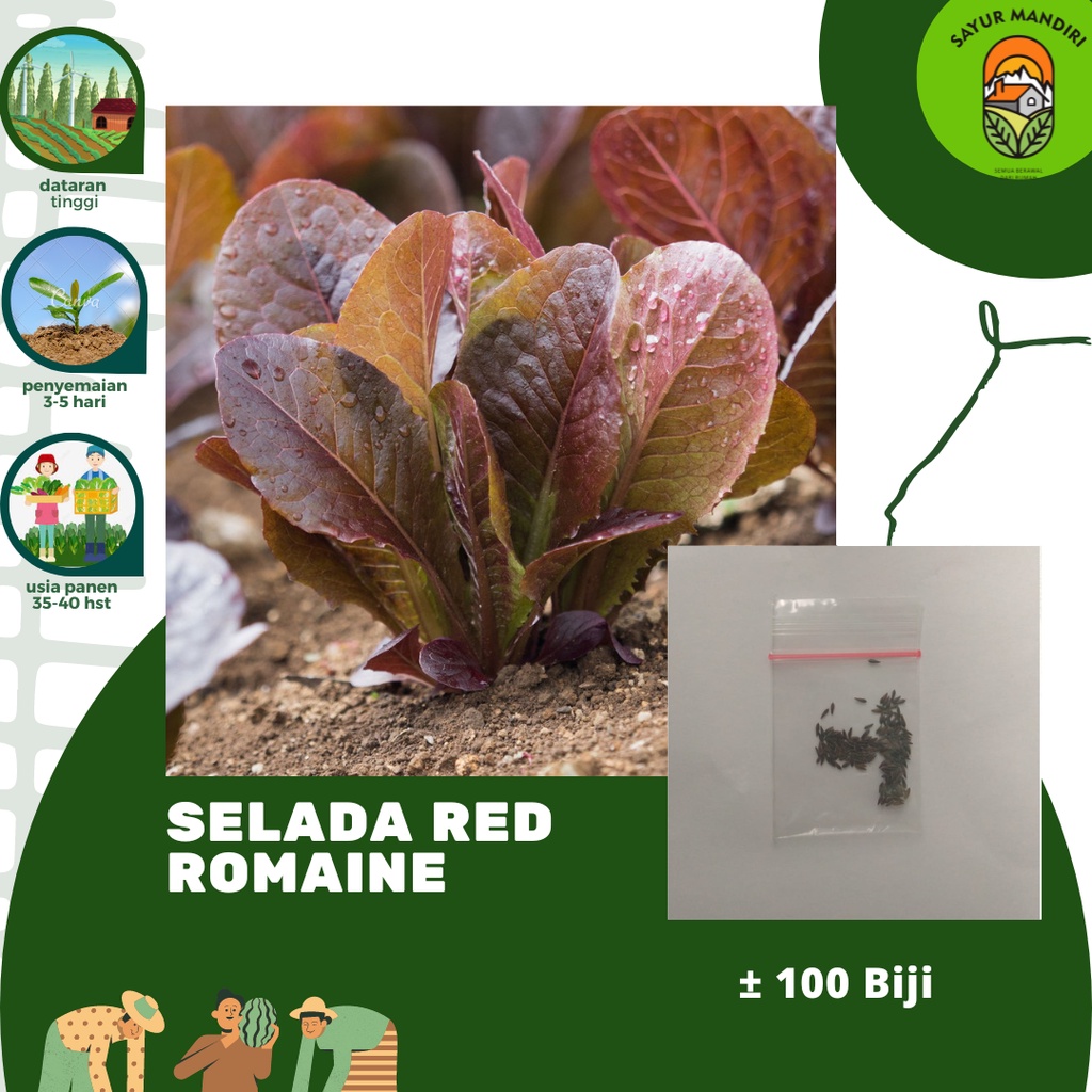Benih Selada Red Romaine Seribuan