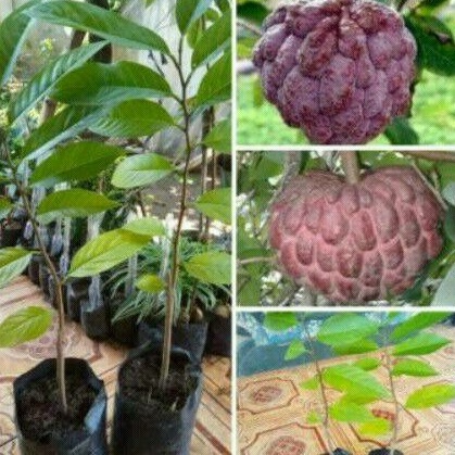 BIBIT SRIKAYA MERAH OKULASI SUPER GENJAH