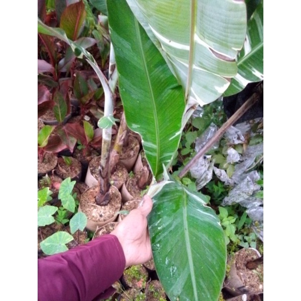 tanaman pisang variegata musae