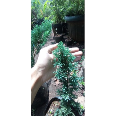 cemara sinensis blue