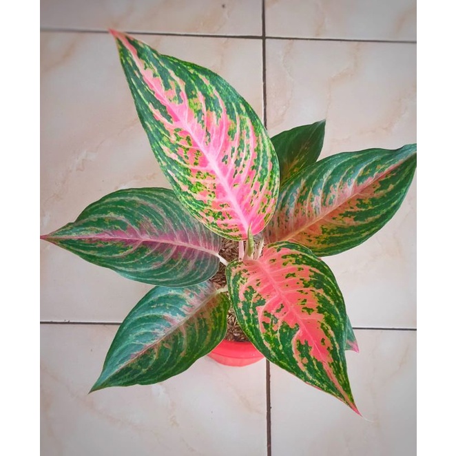 aglaonema pink beauty