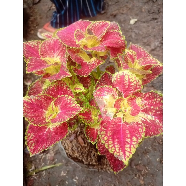 tanaman miana arjuna merah rimbun cantik stok super