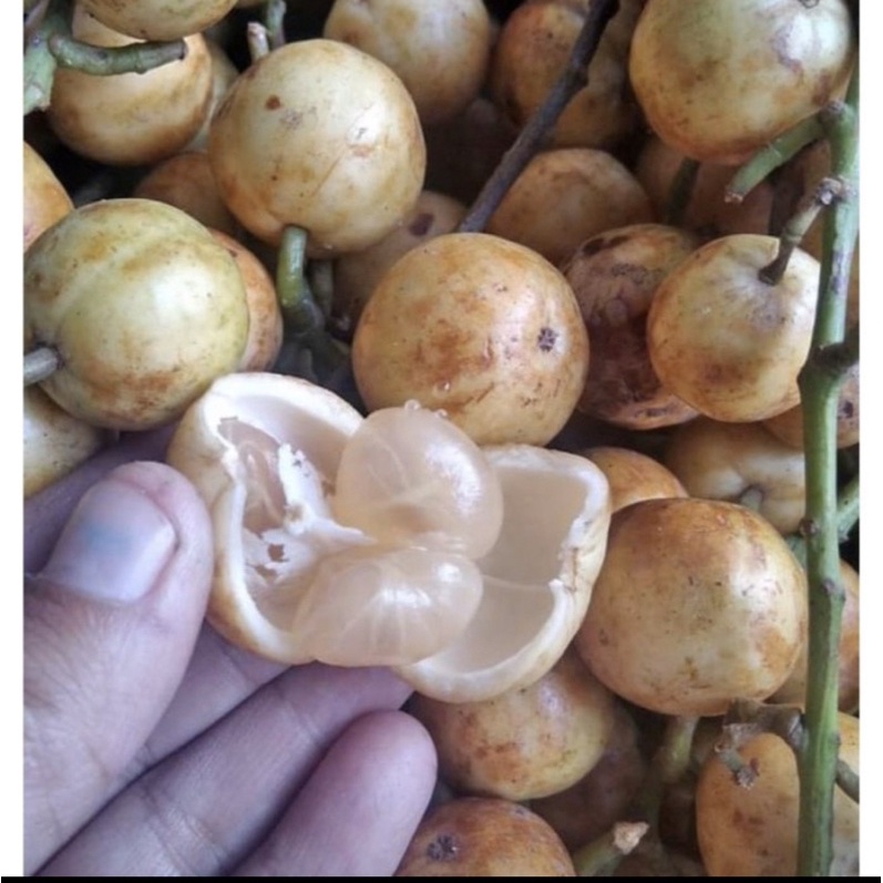 

buah Menteng/kemunduh/kokosan asam manis segar 1kg