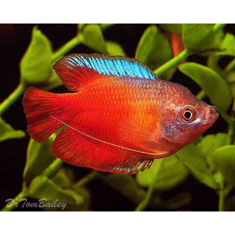 Flame Dwarf Gourami
