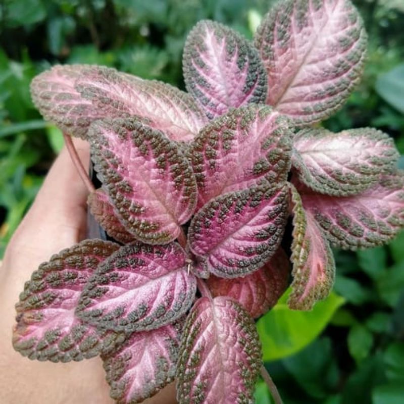 Tanaman Episcia Pink Panther / Episcia Pink Flaminggo Plant / Episcia Pink Brodace Plant / Episcia C