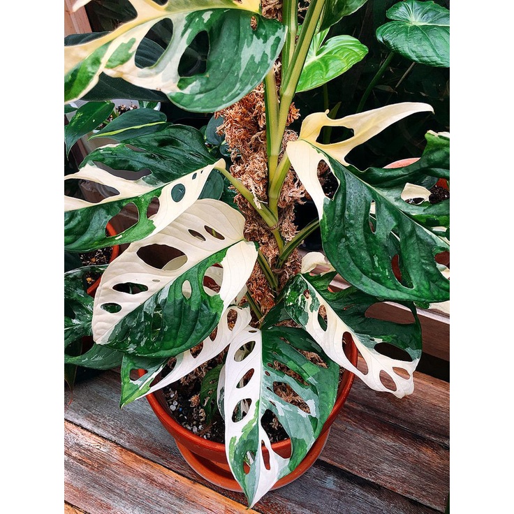 Janbol Jepang Variegata Monstera Andansonii Japan Variegata