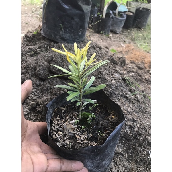 lohansung pucuk merah jenis impor ori bibit bonsai