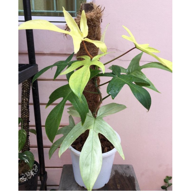 Tanaman Hias philodendron Florida Ghost / Philo Florida Beauty Ghost