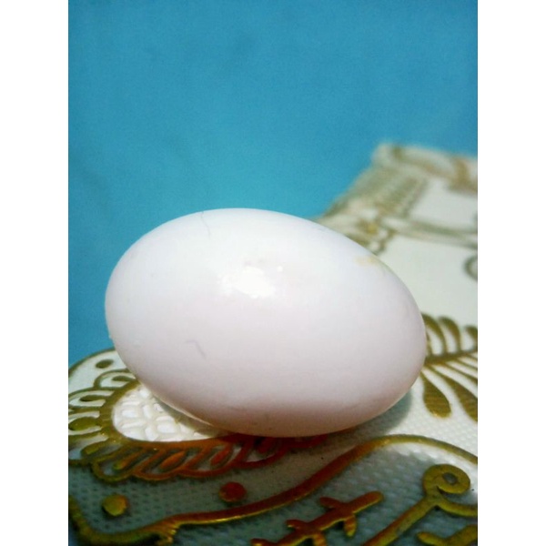 

telor asli burung merpati