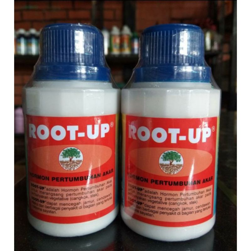 Root Up 100 Gram promo hari ini dan besok