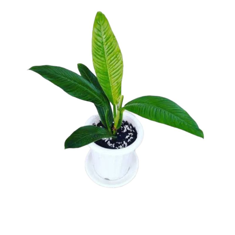 pilodendron linette