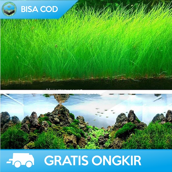 BENIH TANAMAN AQUASCAPE DEKORASI AQUARIUM BIBIT RUMPUT INDAH NATURAL
