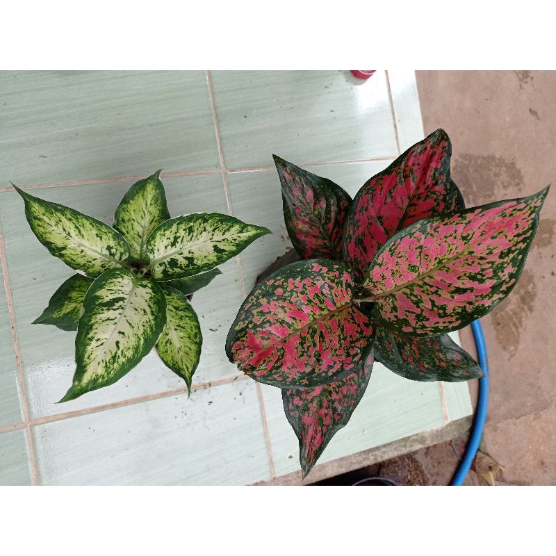 Paket Aglonema Dut anjamani / Diven Lukisan Cinta