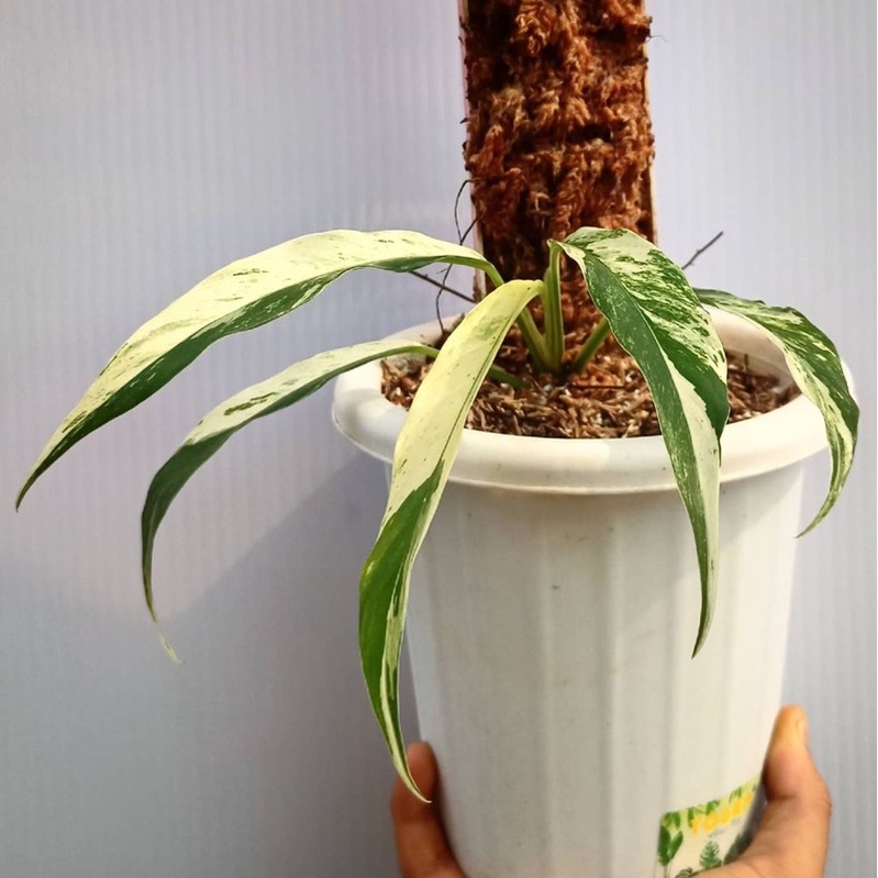 rapidopora megasperma varigata