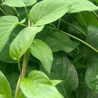 

Daun sembukan / daun kentut segar 250 gram/kwalitas super