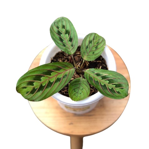 calathea leuconeura - calathea udang - tanaman hias calathea - calathea