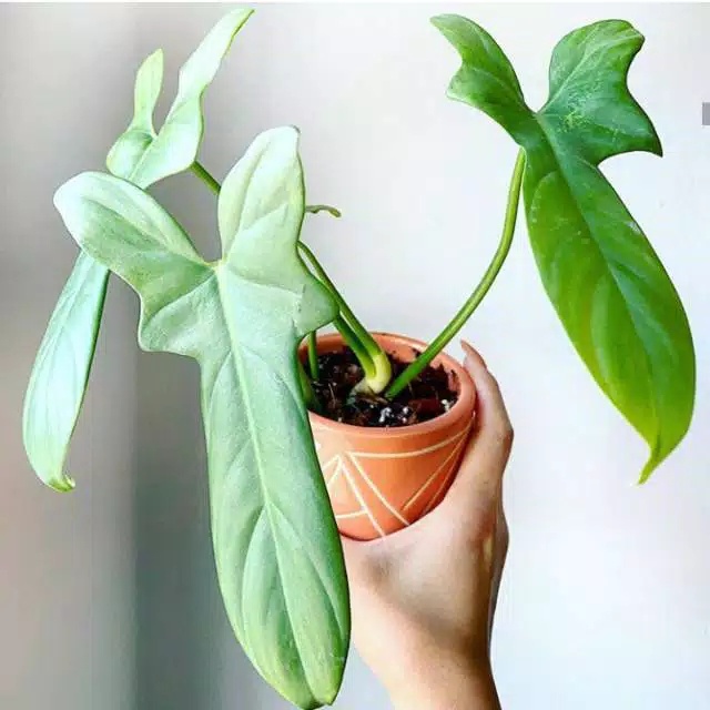 Philodendron Violin / Philodendron Bippenifolium / Philodendron Bipenifolium Violin / Philo Violin