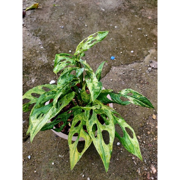 janda bolong varigata lokal