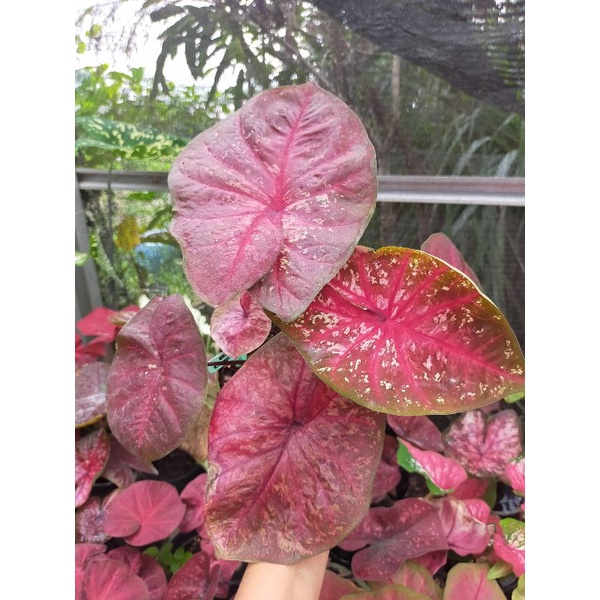 Keladi red devil/Caladium red devil/keladi hybrid setan merah/keladi hias thailand