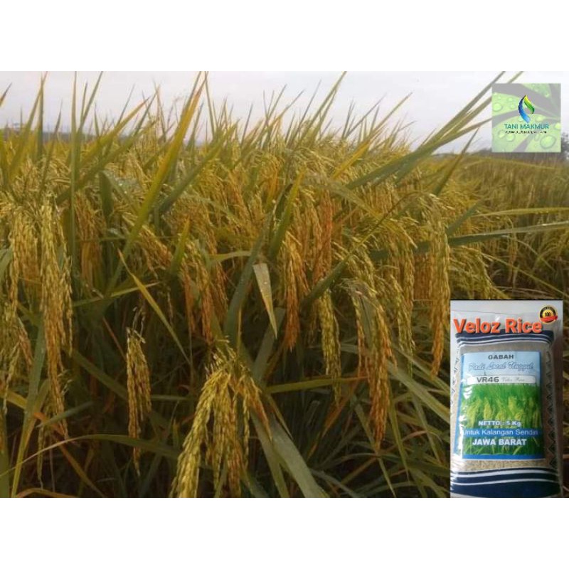 Benih padi VR 46